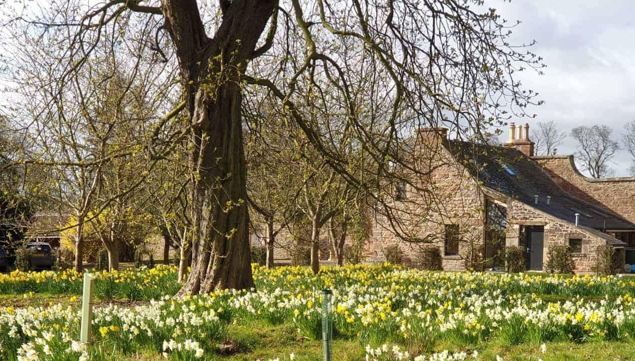 Leuchie Walled Garden – Stone cottage with daffodils and mature trees in spring grounds.