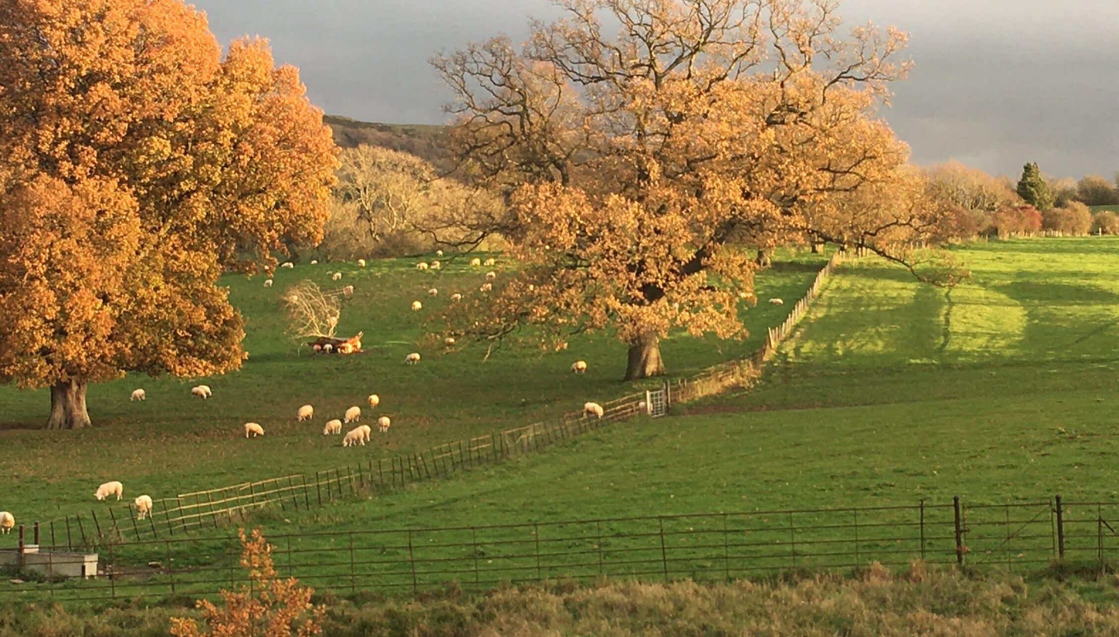 Barton Court, Herefordshire – Autumn parkland with sheep grazing beneath golden oak trees and post and wire fencing.