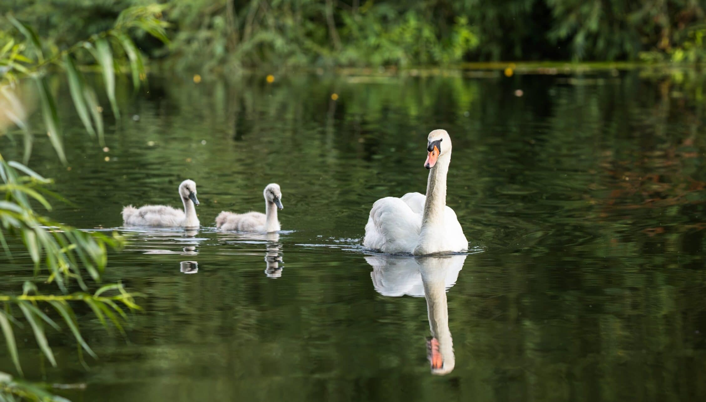 Courtyard Cottages, Gloucestershire – Swan and cygnets on pond with overhanging willow foliage.