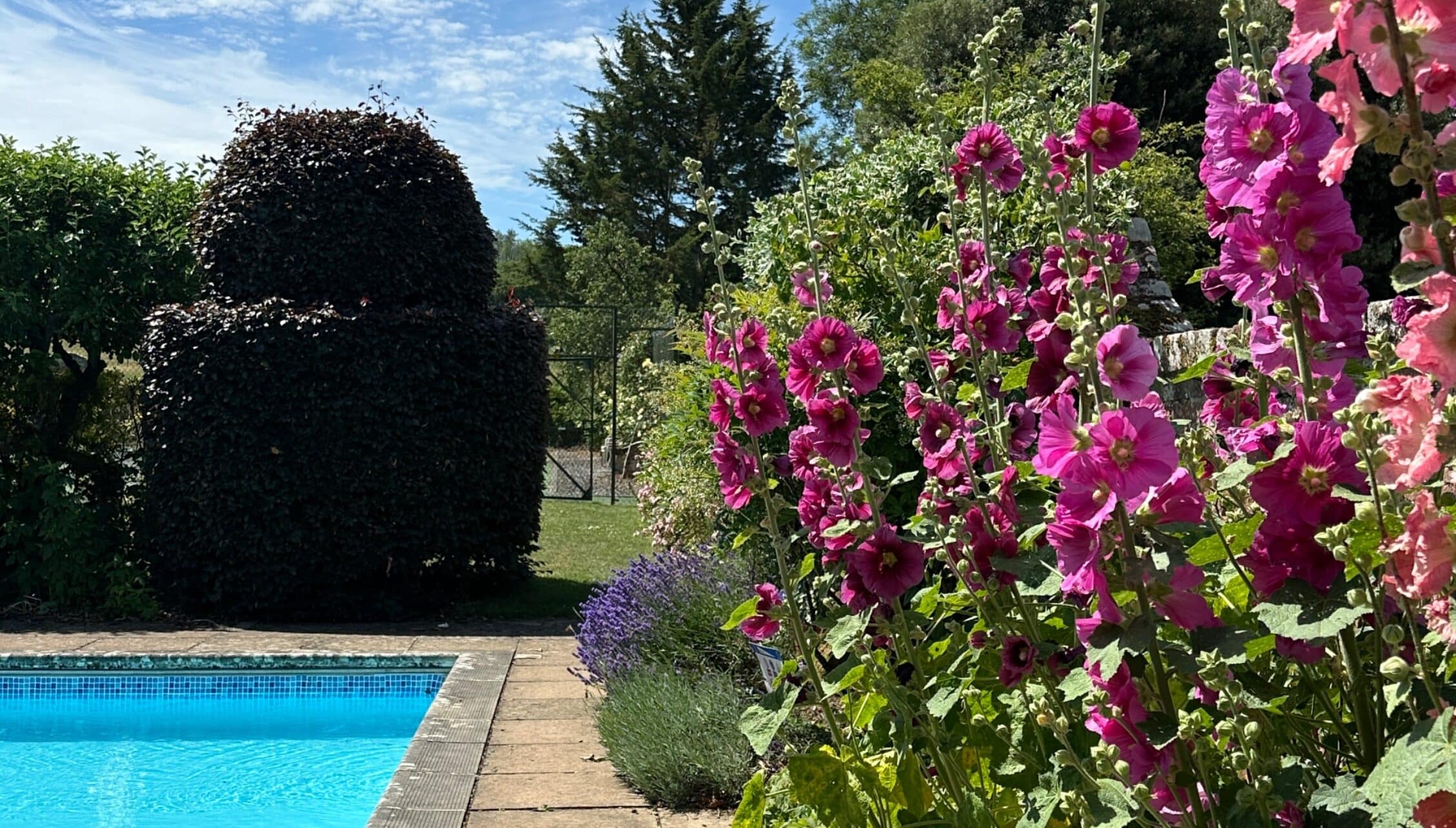 The Old House, Hampshire – Swimming pool with magenta hollyhocks and lavender borders alongside manicured hedging.